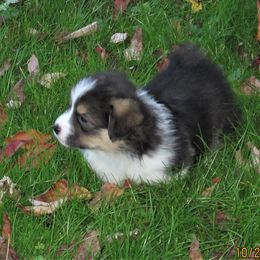Pembroke Welsh Corgi Puppies from Cross Country Corgis