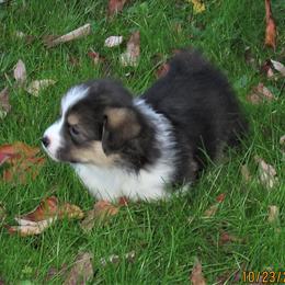 Pembroke Welsh Corgi Puppies from Cross Country Corgis