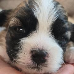 Brown Collar- lil Bently - Brown and white male Shichon puppy in Upland, California from IDREAMOFPUPPIES