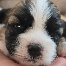 Brown Collar- lil Bently - Brown and white male Shichon puppy in Upland, California from IDREAMOFPUPPIES