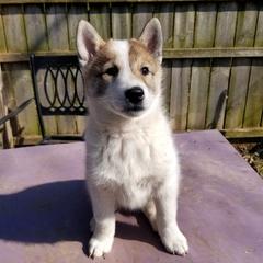 Boy 1 - West Siberian Laika puppy in Michigan from Campfire WSL