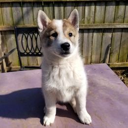 Boy 1 - West Siberian Laika puppy in Michigan from Campfire WSL