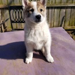 Boy 1 - West Siberian Laika puppy in Michigan from Campfire WSL
