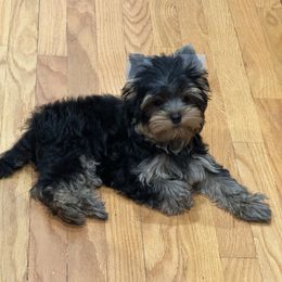 Yorkshire Terrier Puppies from Yorkie Puppies Redwood Ranch Chicago