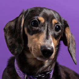 Chana - Dachshund