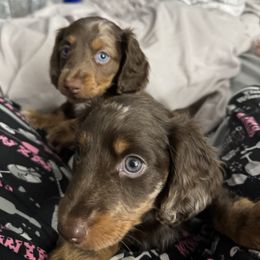 Dachshund Puppies from Dreaming of Dachshunds