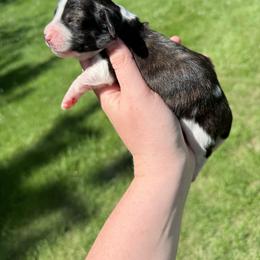 Boy 3 - Brindle male Dachshund puppy in Umatilla County, Oregon from Divine Dogs