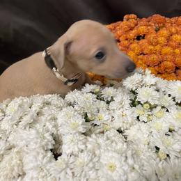 Nico - Blue fawn male Italian Greyhound puppy in Lancaster, Missouri from White Stone Ranch