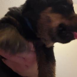 Green boy - Black and mahogany male Rottweiler puppy in Colorado Springs, Colorado from Von Locher Rotties