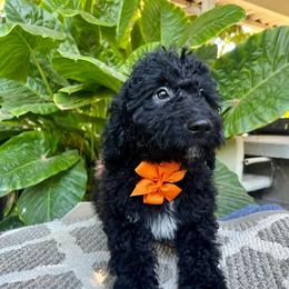 Cooper - Black and white male Bernedoodle puppy in North Highlands, California from The Purrfectpups