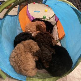 Poodle Puppies from Grandy’s Pretty Poodles