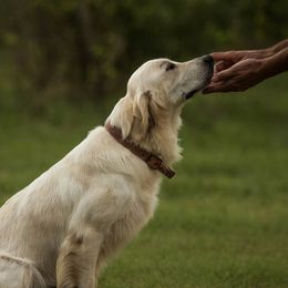 Coral - Golden Retriever