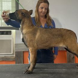 Girl 2 - Belgian Malinois puppy in Sublette, Kansas from Abby's Belgian Malinois