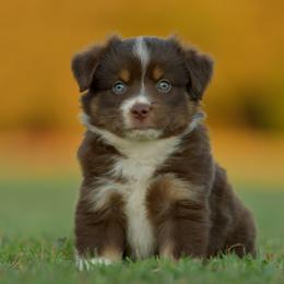 Athena - Red tri female Toy Australian Shepherd puppy in Hartman, Arkansas from Southern Edition Aussies