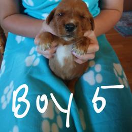 Boy 5 - Dark golden male Golden Retriever puppy in Lanesboro, Minnesota from Eagle Ridge Golden Retrievers