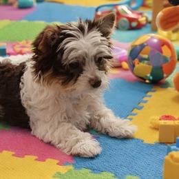 Morkie, Shorkie, Yorkipoo, and Yorkshire Terrier Puppies from Southern Charn Precious Paws
