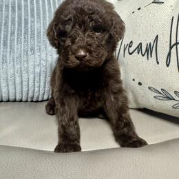 Lux - Chocolate male Goldendoodle puppy in Lake City, Florida from Dream Hollow Farm