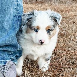 Bernard - Blue merle male Miniature Australian Shepherd puppy in Goldsboro, North Carolina from Maple Ridge Farm