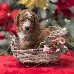 Saint - Poodle puppy in New Jersey from TK Poodles