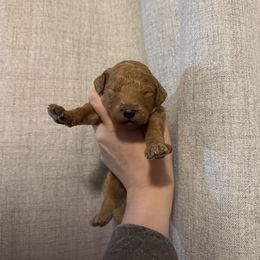Green - Apricot male Goldendoodle puppy in Sanford, Florida from Florida Coast Golden Doodles