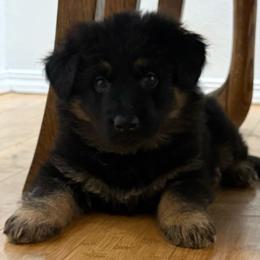 German Shepherd Puppies from Circle Oaks Shepherds