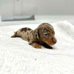 AKC Reeses - Dapple female Dachshund puppy in Laveen, Arizona from Acosta Kennels