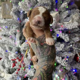 Jingle - Red Collar Boy - Red  male Goldendoodle puppy in Roseburg, Oregon from Dbos Furry Friends