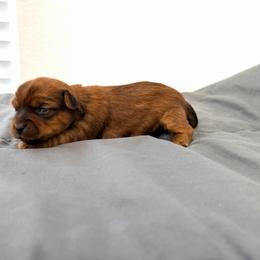 Buddy - Gold male Yorkshire Terrier puppy in Carencro, Louisiana from Ledet’s Yorkies