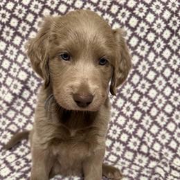 Swifty - female Long Haired Weimaraner puppy in Blanchardville, Wisconsin from Northern Bluegrass Weimaraners