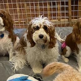 Cavalier King Charles Spaniels and Cavapoos from April’s Cavaliers/Cavapoos