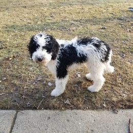 Bernedoodle, Cockapoo, and Goldendoodle Puppies from Danie’s Darling Doodles LLC