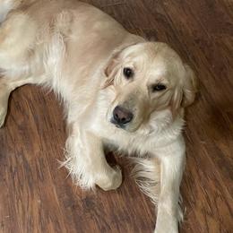Caprice - Golden Retriever