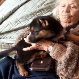 German Shepherd Puppies from Ruby's German Shepherds