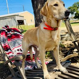 Huckleberry - Yellow male Labrador Retriever puppy in Comfort, Texas from Limestone Labradors