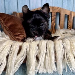 Vincent - Black and tan male Yorkshire Terrier puppy in Tulsa, Oklahoma from Conns Cuddly Canines