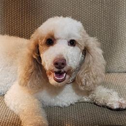 Lacey - Goldendoodle