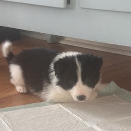 Burt - Black and white male Border Collie puppy in Jonesboro, Arkansas from Hampton Border Collies
