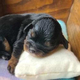 Hinnie - Black and tan female Cavalier King Charles Spaniel puppy in Winthrop, New York from McMahon's Cavalier King Charles Spaniels