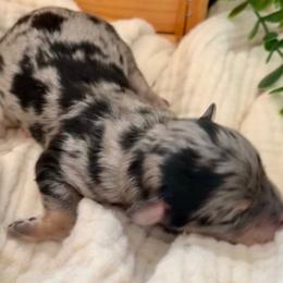 Aussiedoodles and Australian Shepherds from Dutch’s Doodles