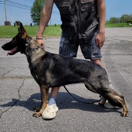Penny - German Shepherd