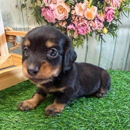 Fletcher - Black and tan male Dachshund puppy in Lakeland, Florida from Cynthia’s Royal Dachshunds