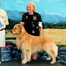Brody - Golden Retriever