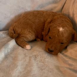 Betty - Red  female Goldendoodle puppy in Haddam, Kansas from Golden B Acres