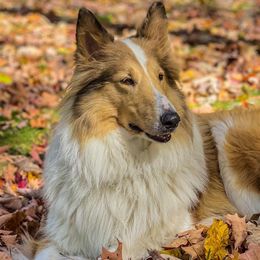 Collies from Puppy Dog City