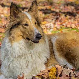 Collies from Puppy Dog City