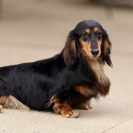 Lita - Dachshund
