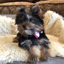 Pomeranian and Yorkshire Terrier Puppies from Dreaming Puppies