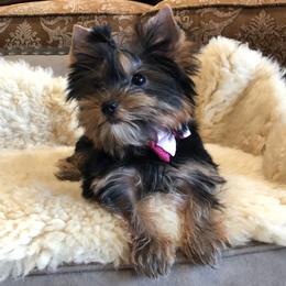 Pomeranian and Yorkshire Terrier Puppies from Dreaming Puppies