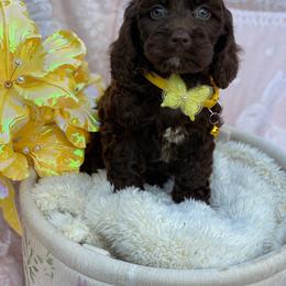 Florence - Brown female Cavapoo puppy in Bellingham, Washington from My Sweet Poodles and Doodles