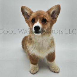 Hermonie - Red female Pembroke Welsh Corgi puppy in Kiowa, Colorado from Cool Water Corgis LLC